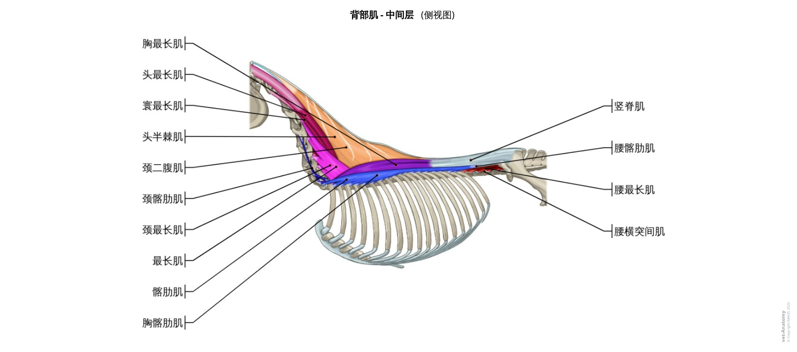 马背部肌肉解剖标注图解