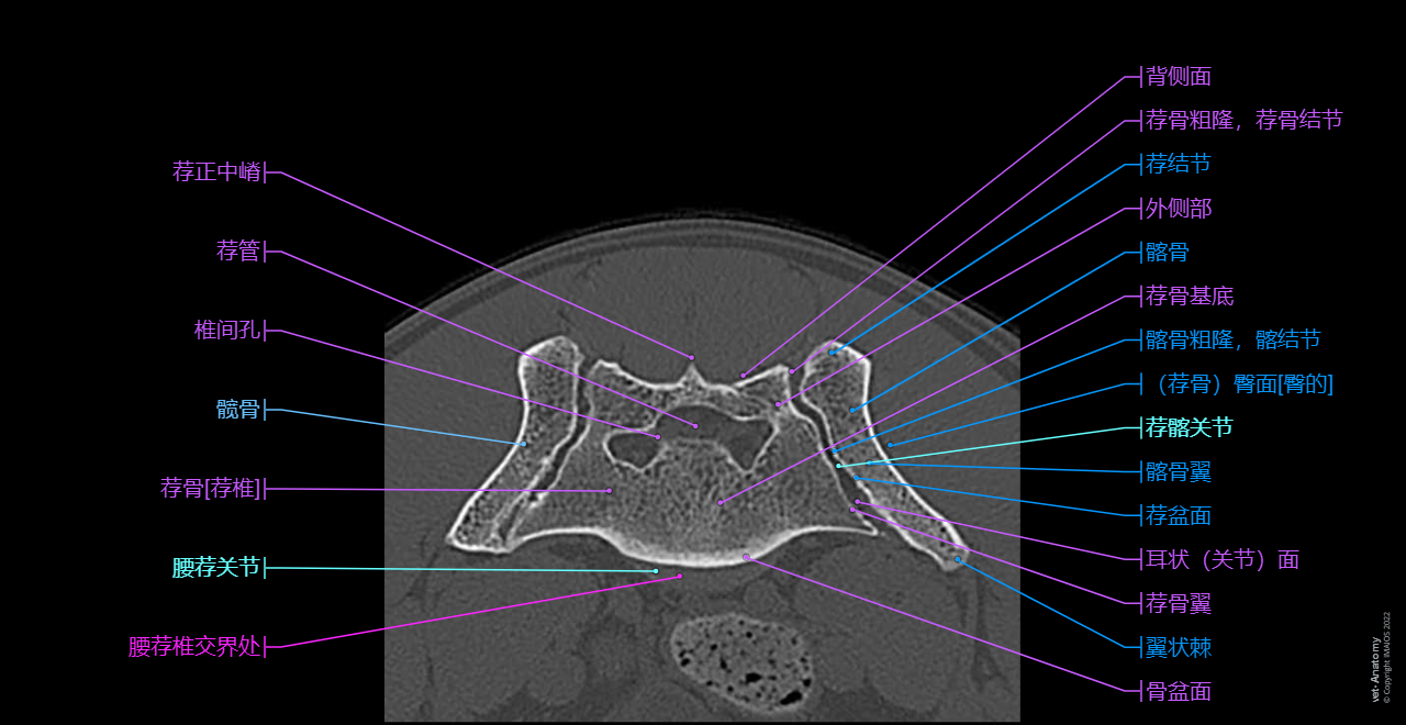 Anatomy of the canine lumbar vertebrae and lumbosacral junction (CT): Sacroiliac joint, Sacrum [Sacral vertebrae], Ala of ilium; Wing of ilium, Dog