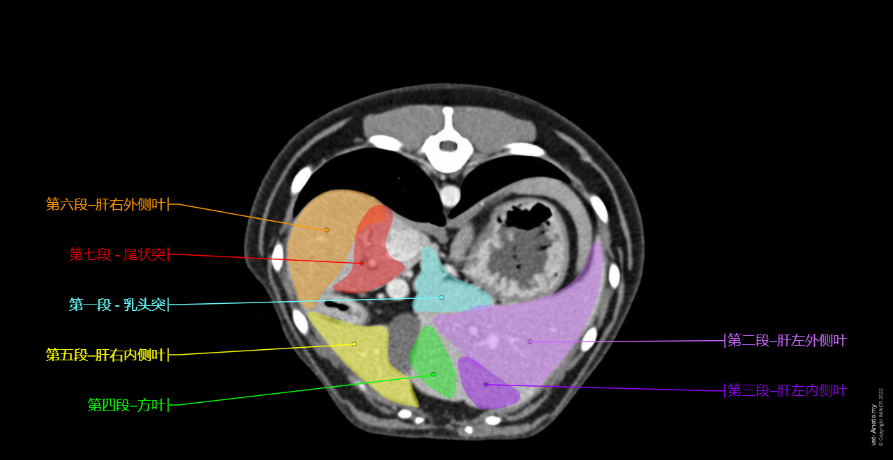 Hepatic segmentation - Dog - CT
