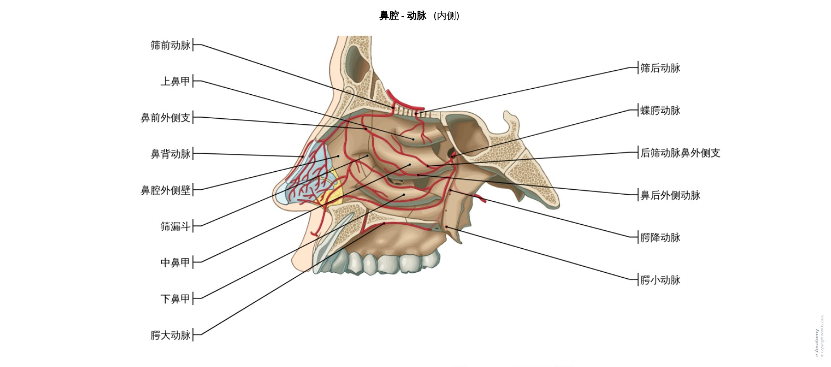 鼻腔动脉解剖图谱