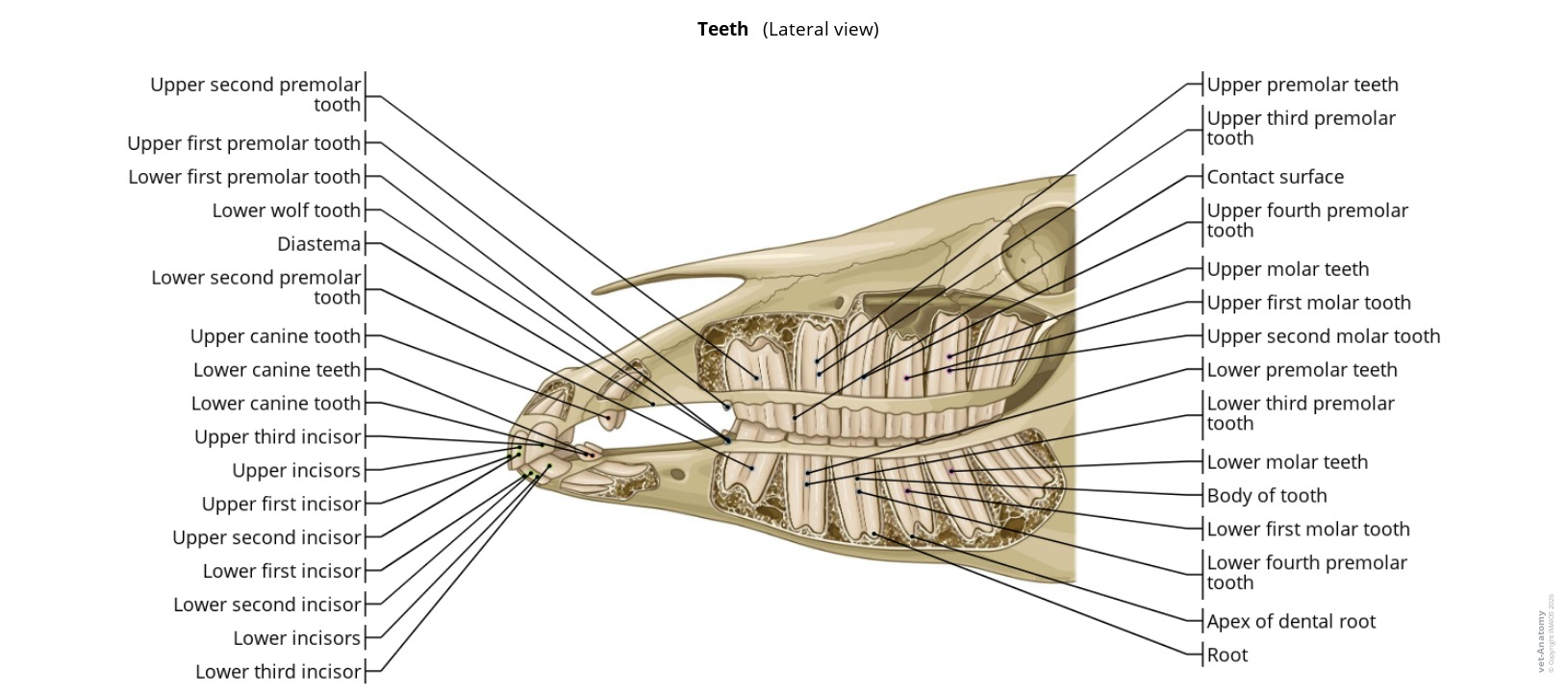 Anatomy atlas of horse teeth in the skull on a labeled illustration