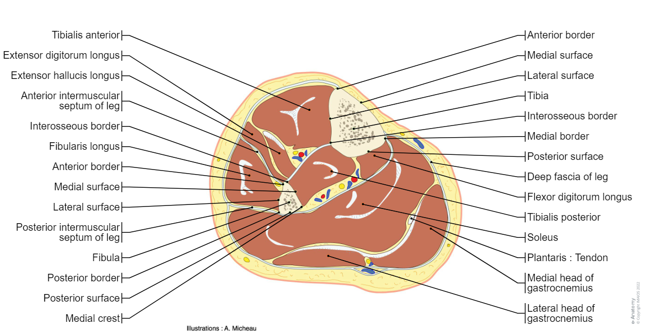 Cross section - Human body  - Leg/Calf : Tibia, Fibula, Interosseous membrane of leg, Posterior intermuscular septum of leg, Deep fascia of leg, Small saphenous vein; Short saphenous vein, Great saphenous vein, Sural veins, Gastrocnemius, Soleus, Tibialis anterior, Extensor digitorum longus, Fibularis tertius; Peroneus tertius, Extensor hallucis longus, Fibularis longus, Fibularis brevis, Triceps surae, Plantaris, Popliteus, Tibialis posterior, Flexor digitorum longus, Flexor hallucis longus ,Extensor hallucis brevis, Extensor digitorum brevis, Abductor hallucis, Flexor hallucis brevis, Adductor hallucis
