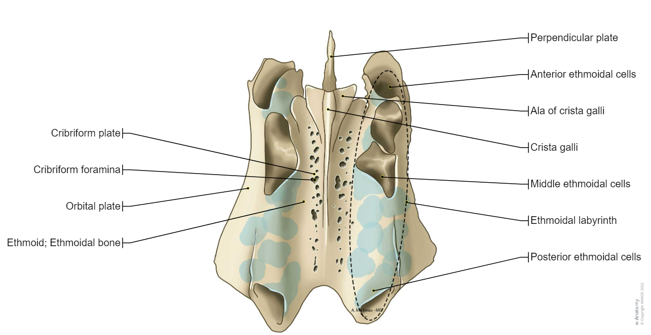 Ethmoid; Ethmoidal bone: Cribriform plate, Cribriform foramina, Crista galli, Ala of crista galli, Perpendicular plate, TA:A02.1.07.007]