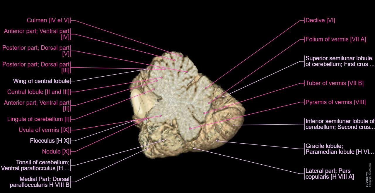 Cerebellum: Cerebellar fissures, Vermis of cerebellum [I-X], Hemisphere of cerebellum [H II - H X]