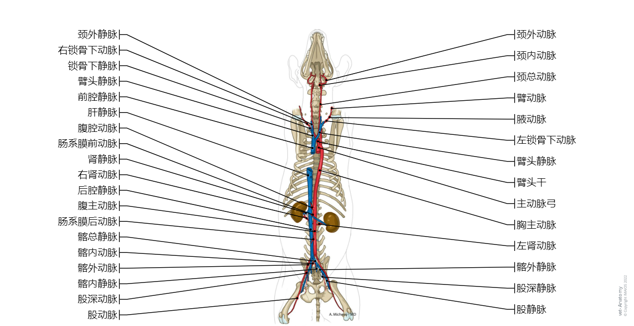 Animal - Anatomy atlas: Cardiovascular system (Arteries, Veins,  Thoracic aorta, Caudal vena cava)