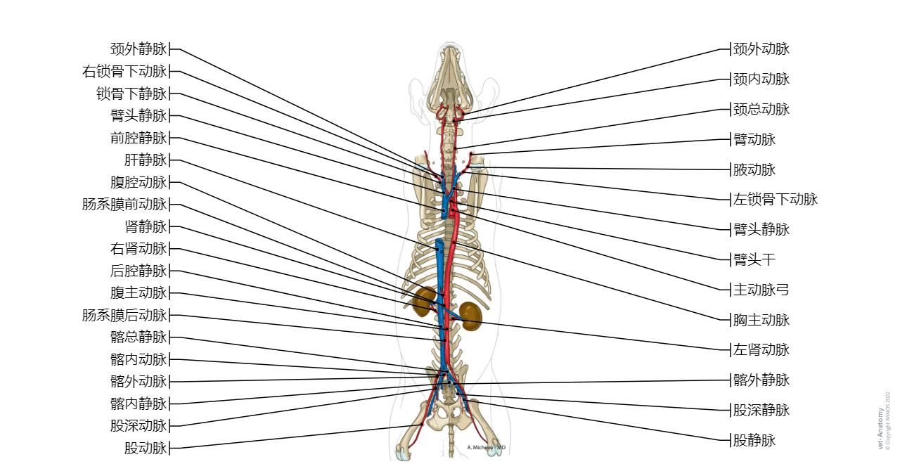 Animal - Anatomy atlas: Cardiovascular system (Arteries, Veins, Thoracic aorta, Caudal vena cava)