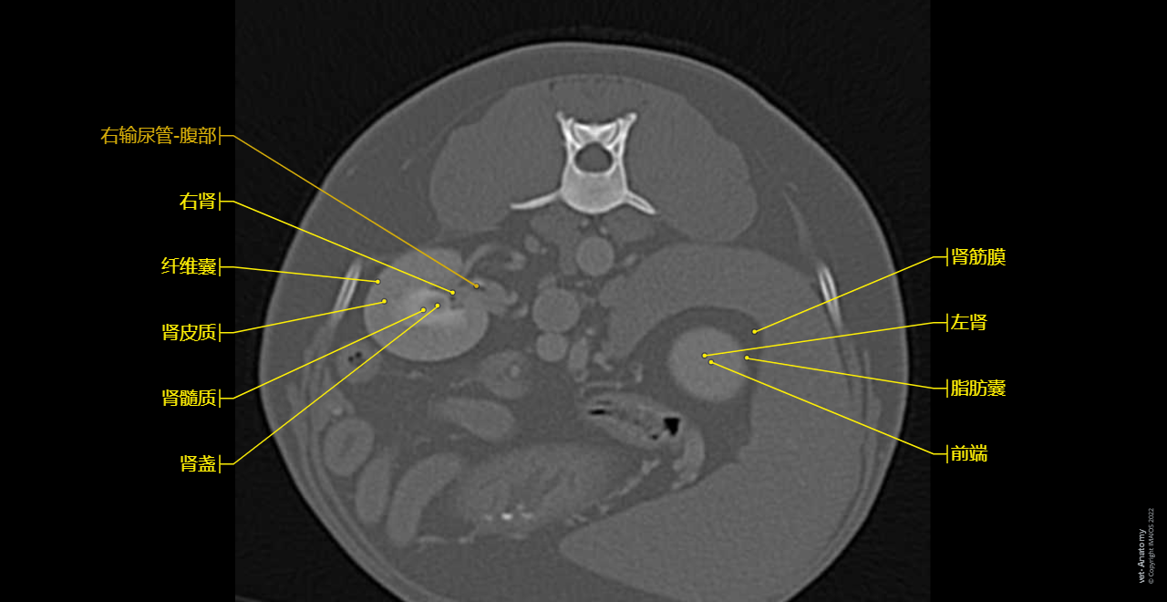 Kidney - Dog - Anatomy atlas