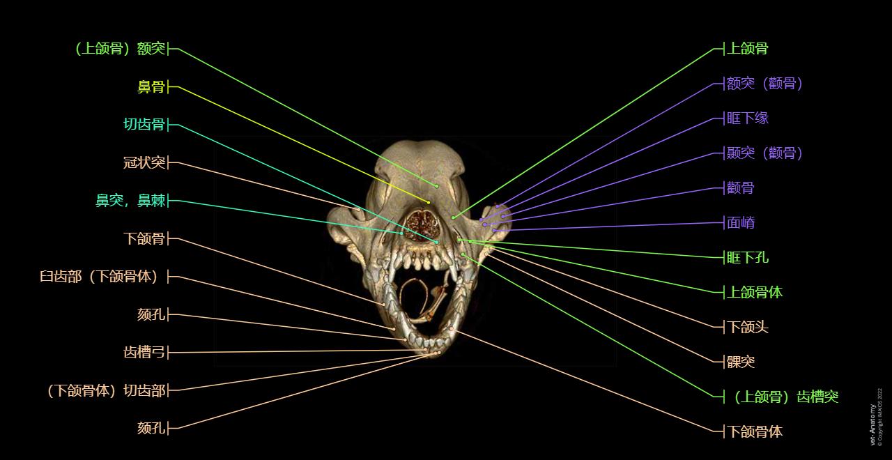 Rostral view - 3D: Incisive bone, Nasal bone, Maxilla,Frontal bone
