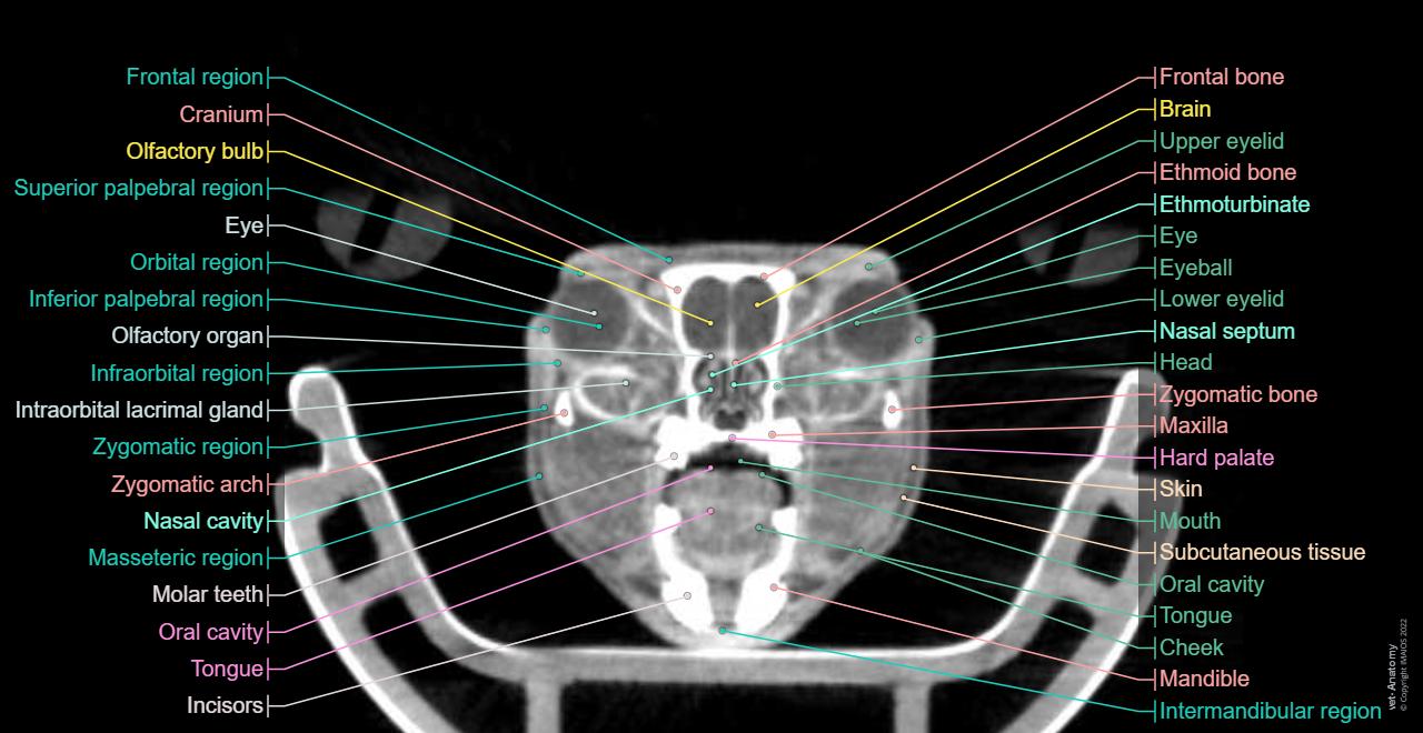 Labeled cross-sectional anatomy of the mouse on micro-CT