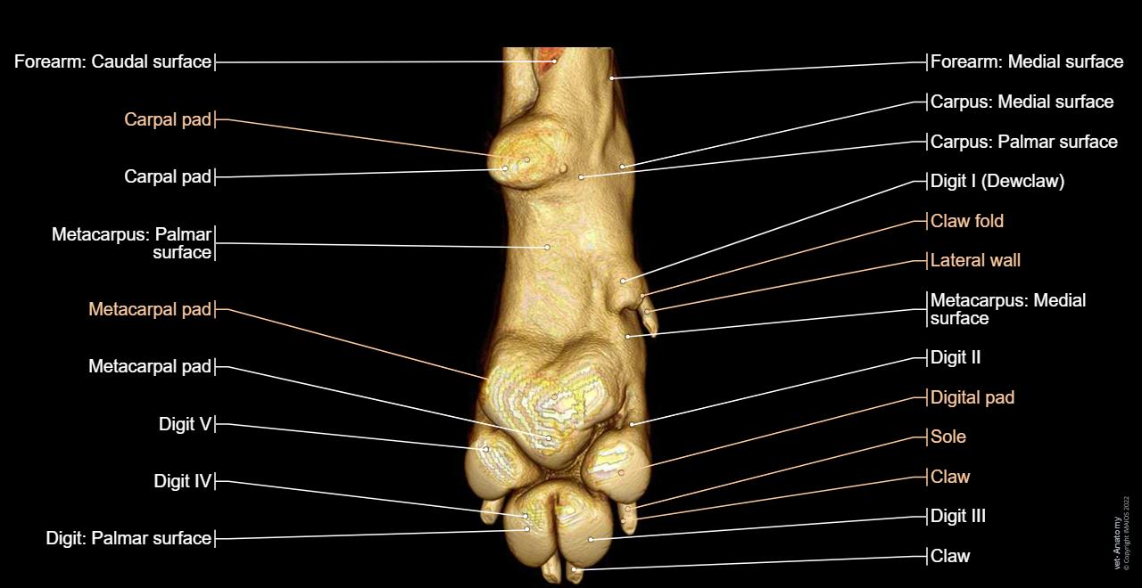 Veterinary anatomy -3D: Forepaw (Dog)