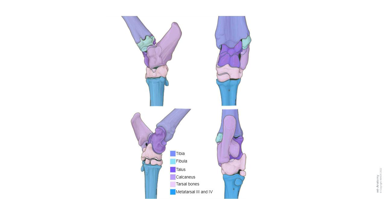 Cow - Tarsal bones (Illustrations)