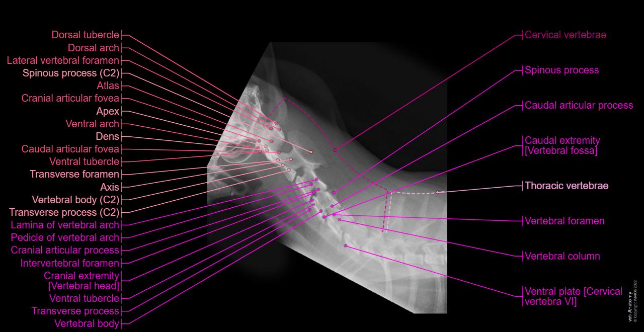 Cervical vertebrae - Cat - X-ray - Latero-lateral