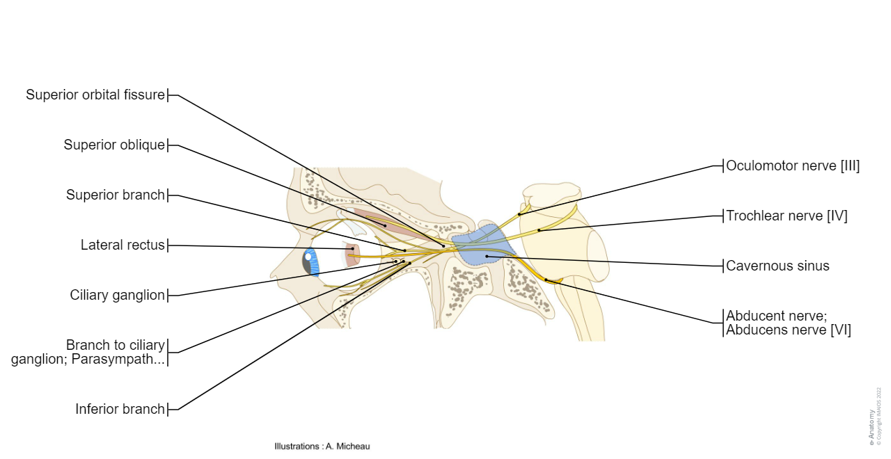 Oculomotor nerve [III] - Trochlear nerve [IV] - Abducent nerve; Abducens nerve [VI] : Anatomy atlas : Superior branch,  Inferior branch,  Branch to ciliary ganglion; Parasympathetic root of ciliary ganglion; Oculomotor root of ciliary ganglion,  Parasympathetic root of ciliary ganglion; Oculomotor root of ciliary ganglion; Branch of oculomotor nerve to ciliary ganglion, Ciliary ganglion, Obliquus capitis superior, Lateral rectus