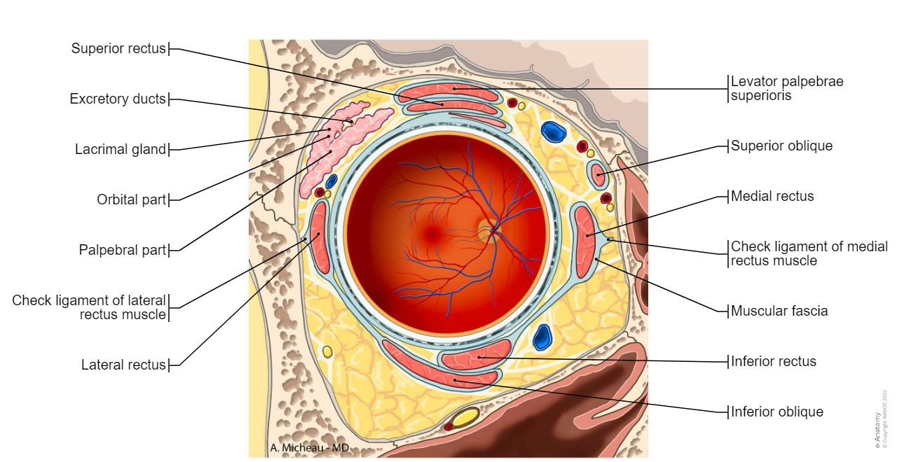 Eye - Orbital cavity: Frontal section
