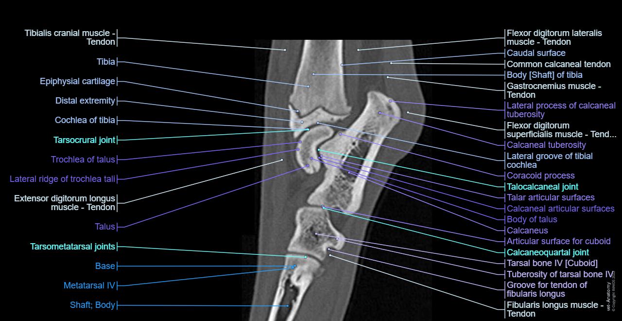 dog-tarsu-bone-anatomy-calcaneus-talus-en