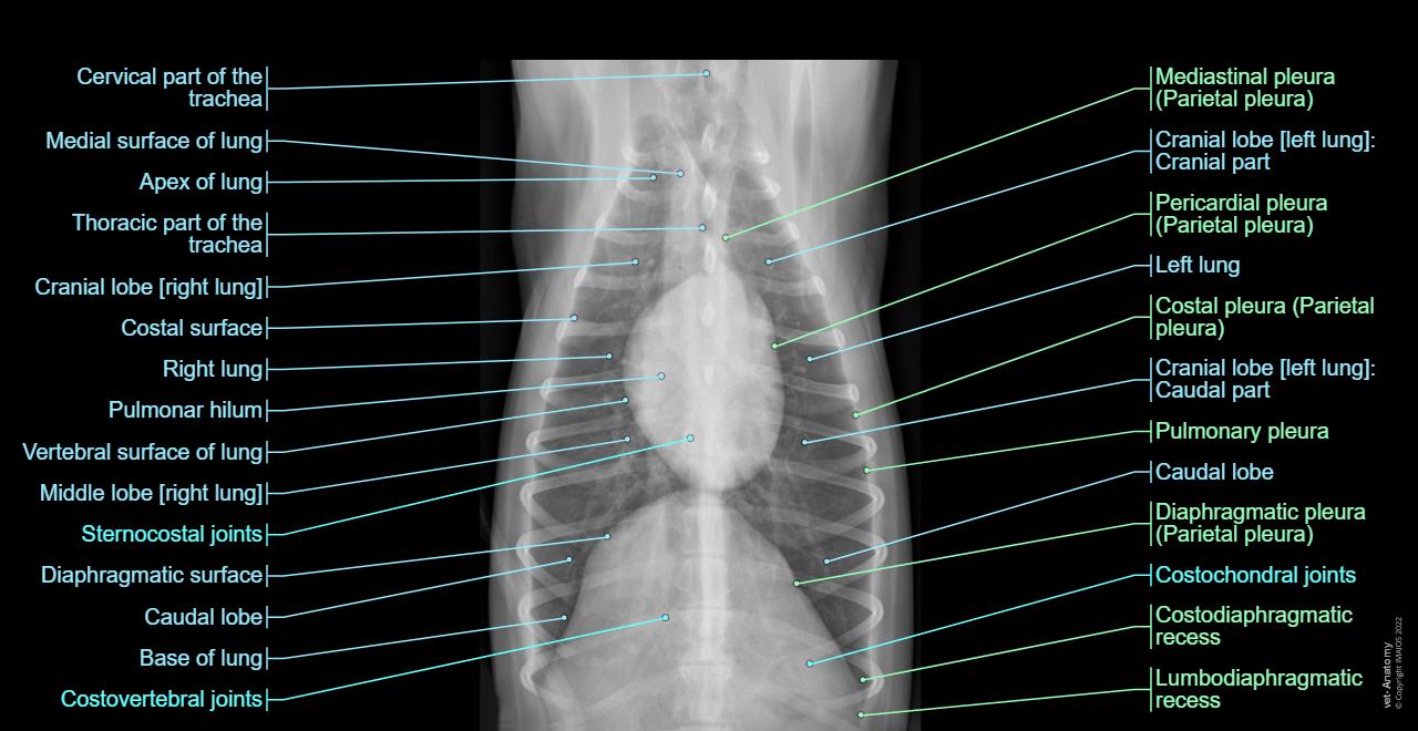 Thorax - Radiograph (Dog: German shepherd - 3 years)