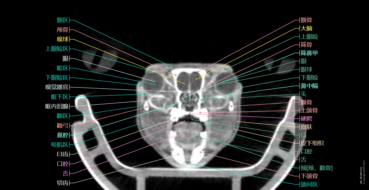 Labeled cross-sectional anatomy of the mouse on micro-CT