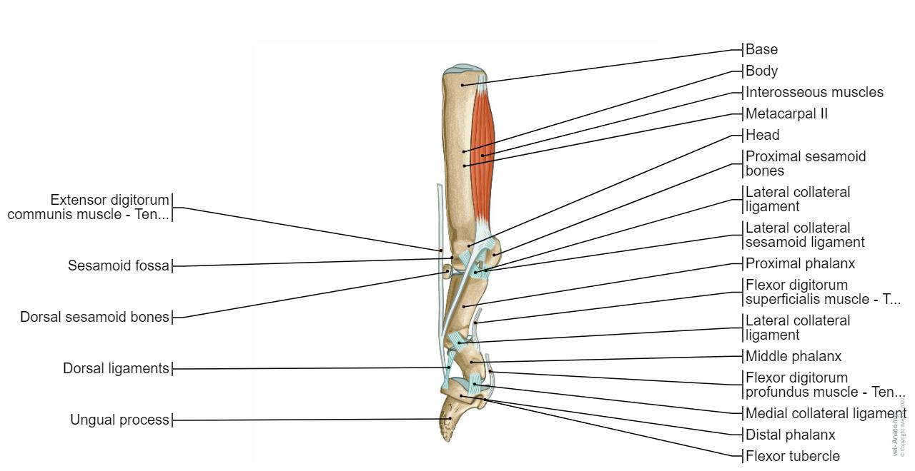 Fingers of hand - Ligaments