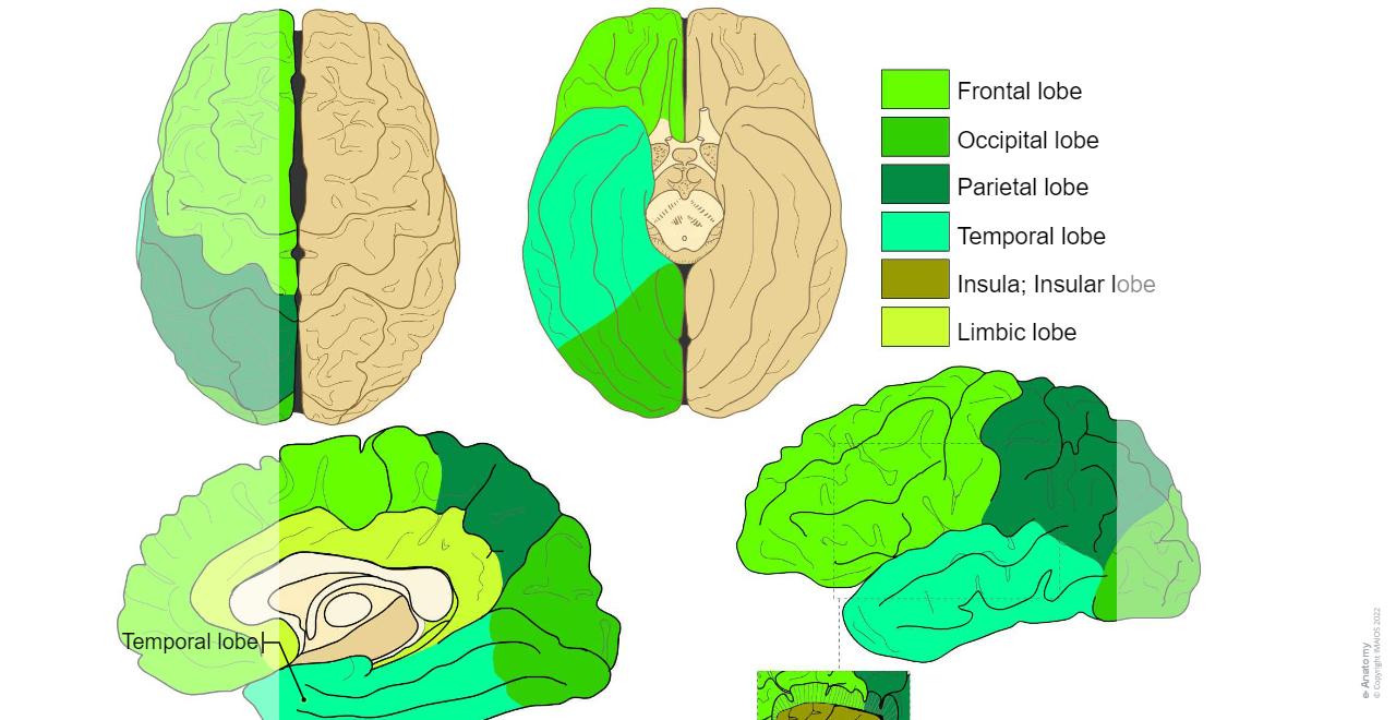 Temporal Lobe Examples Anatomical diagrams of the brain | e-Anatomy