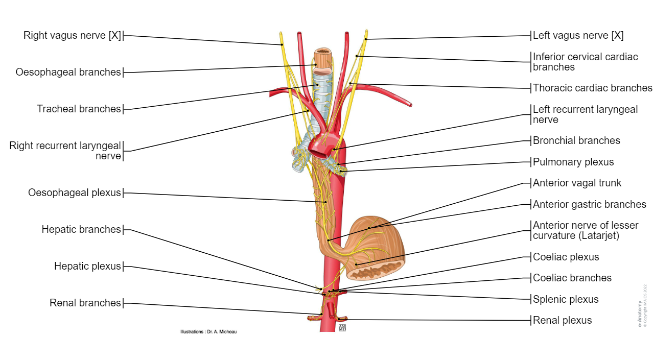 Vagus nerve [X] : Superior cervical cardiac branches, Recurrent laryngeal nervePulmonary plexus, Oesophageal plexus, Anterior vagal trunk