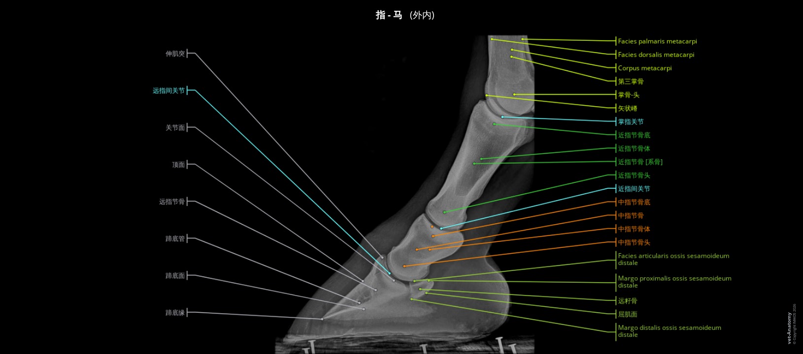 马指部与蹄部影像解剖图谱