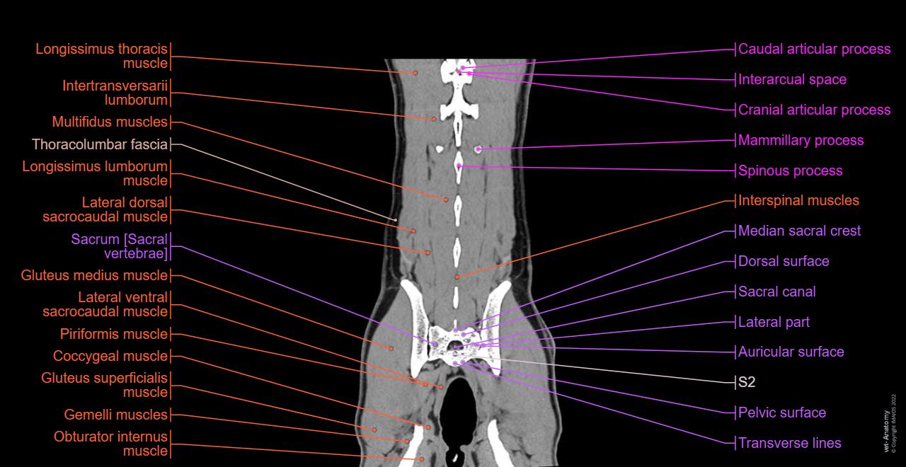 Veterinary anatomy - Muscles of back: Iliocostal muscle, Longissimus muscle, Spinal muscle, Complexus muscle, Multifidus muscles, Erector spinae muscles