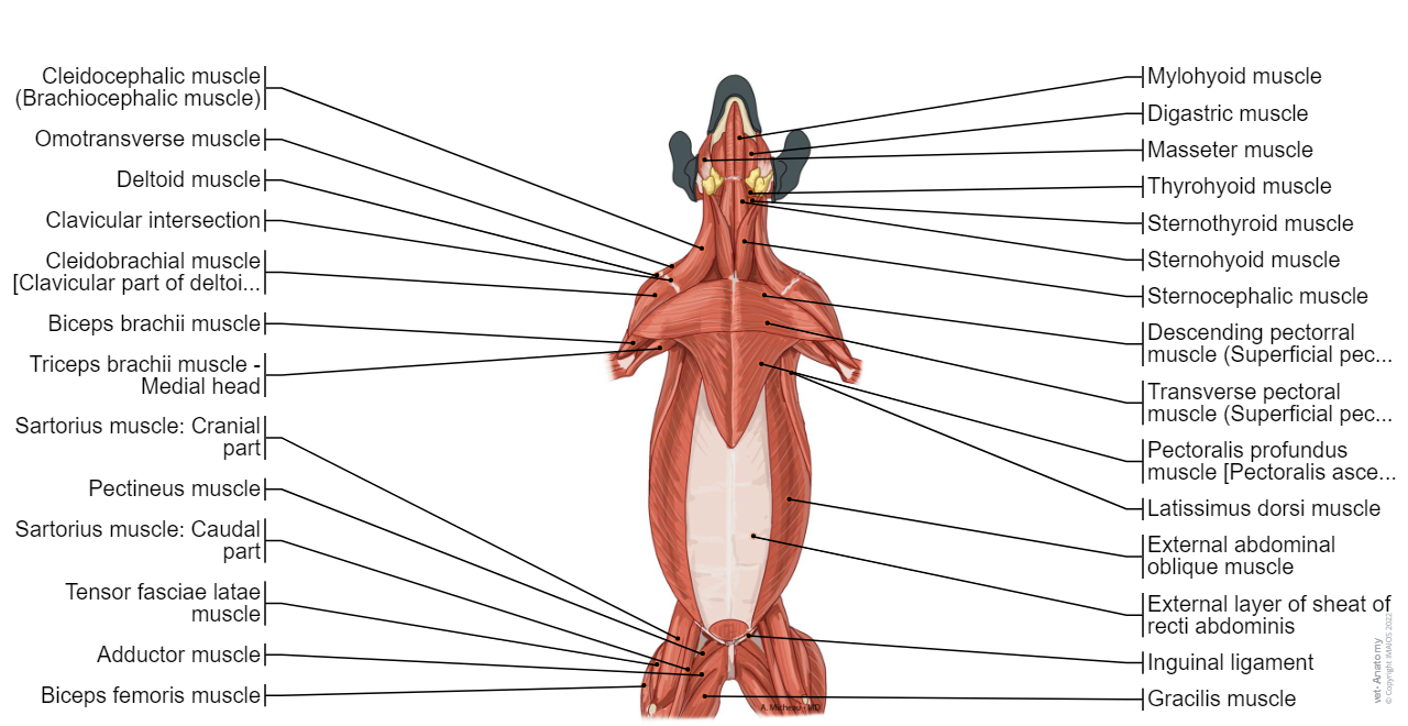 Dog - Muscles: Sternocephalic muscle, External abdominal oblique muscle,  Deep pectoral muscle [Ascending pectoral muscle]