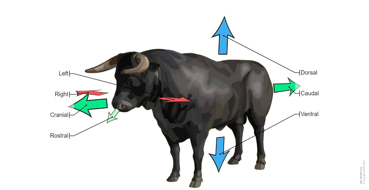 Bull-Cow - Terms of position and direction