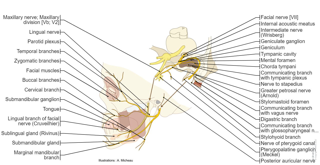 Facial nerve [VII] - Anatomy : Medical illustrations (Imaios - E-anatomy) :Geniculum, Nerve to stapedius, Posterior auricular nerve, Occipital branch, Auricular branch, Digastric branch, Stylohyoid branch, Communicating branch with glossopharyngeal nerve, Parotid plexus, Temporal branches, Zygomatic branches, Buccal branches, Lingual branch of facial nerve, Marginal mandibular branch, Cervical branch, Intermediate nerve, Geniculate ganglion, Greater petrosal nerve, Parasympathetic root of pterygopalatine ganglion; Greater petrosal nerve, Chorda tympani, Parasympathetic root of submandibular ganglion; Chorda tympani, Communicating branch with tympanic plexus, Communicating branch with vagus nerve