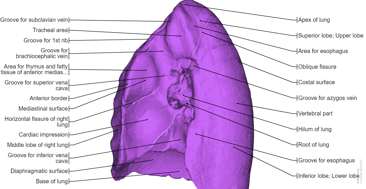 Right lung - 3D pictures : Oblique fissure Horizontal fissure of right lung