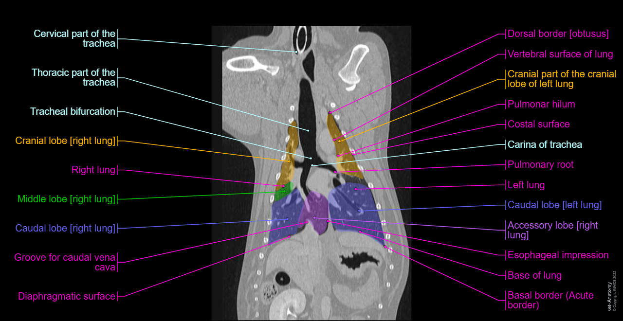 Thorax of the dog: cross-sectional anatomy on Computed Tomography (CT): Lungs, Trachea, Bronchi