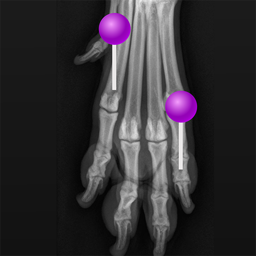 Radiographs of the dog: normal anatomy | vet-Anatomy