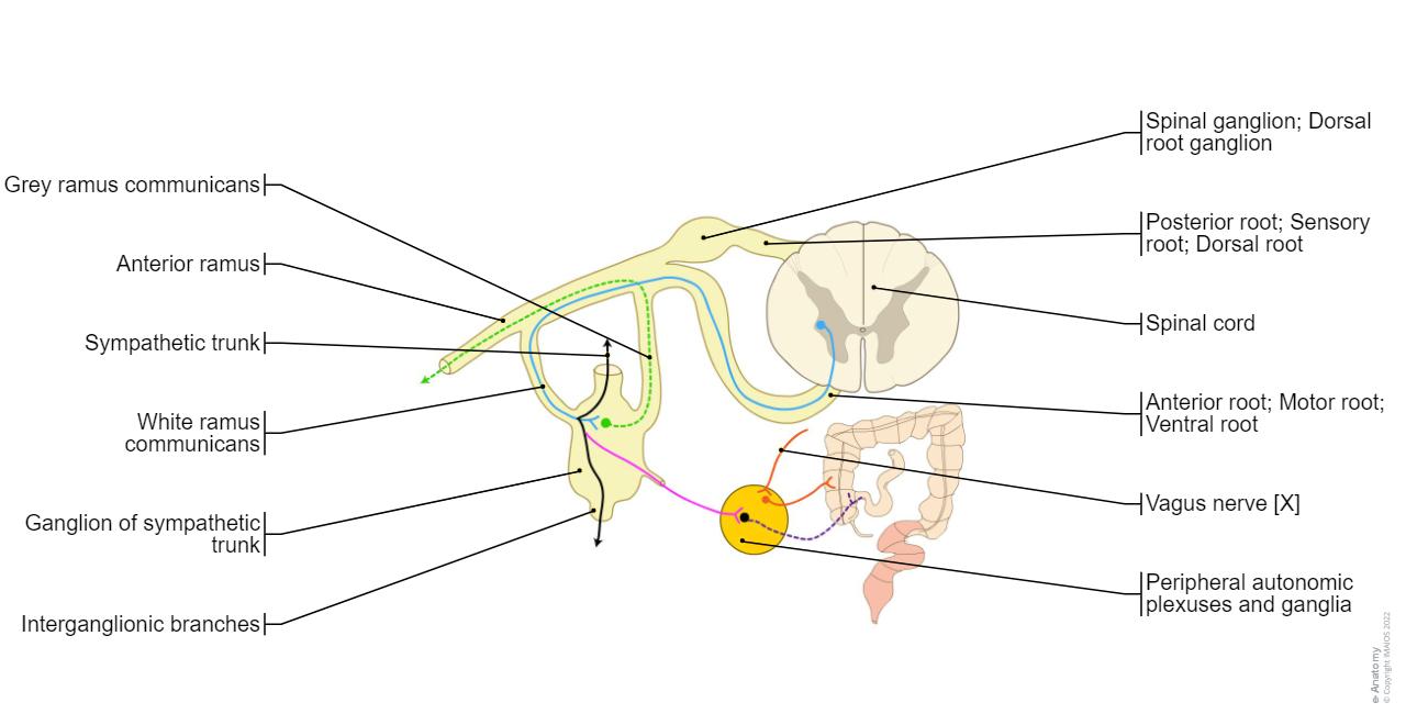 Anatomy of the sympathetic and parasympathetic nervous system | e-Anatomy