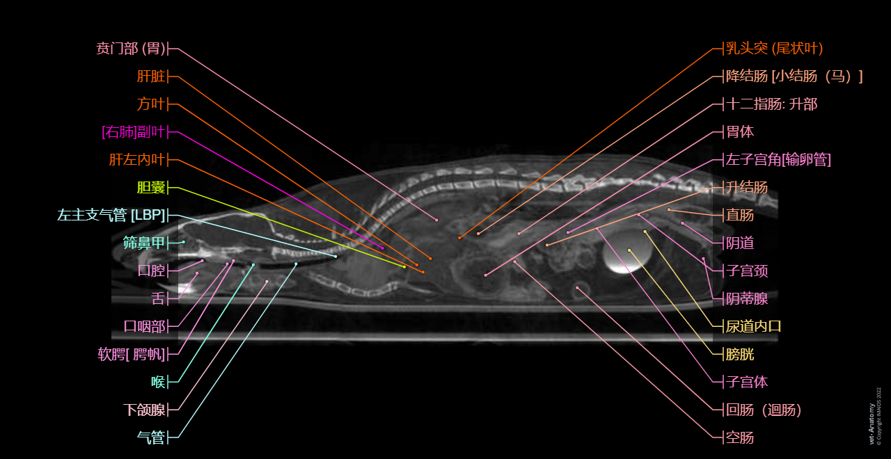 Cross-sectional anatomy of the mouse on high-resolution X-ray computed tomography (micro-CT): in vivo imaging on a murine model