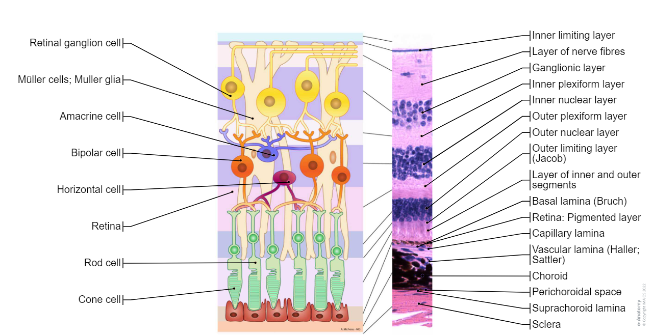 Retina-Histology: Rod cell, Cone cell, Retinal ganglion cell, M&uuml;ller cells; Muller glia, Amacrine cell, Bipolar cell, Horizontal cell