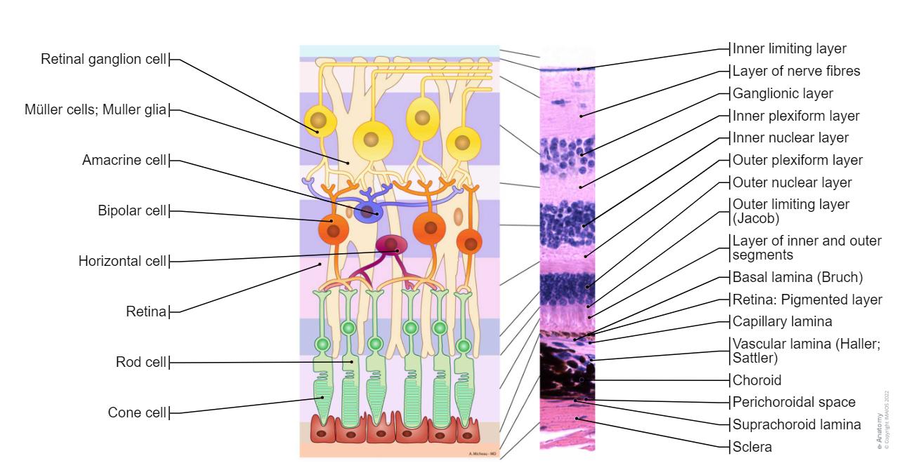 Retinal Layers Microscope Orbits and eyes Illustrations: normal anatomy| e-Anatomy