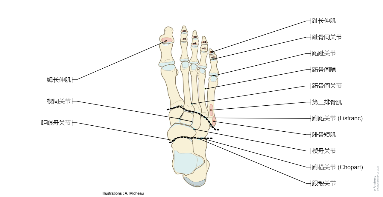 Cross section - Human body  - Leg/Calf : Tibia, Fibula, Interosseous membrane of leg, Posterior intermuscular septum of leg, Deep fascia of leg, Small saphenous vein; Short saphenous vein, Great saphenous vein, Sural veins, Gastrocnemius, Soleus, Tibialis anterior, Extensor digitorum longus, Fibularis tertius; Peroneus tertius, Extensor hallucis longus, Fibularis longus, Fibularis brevis, Triceps surae, Plantaris, Popliteus, Tibialis posterior, Flexor digitorum longus, Flexor hallucis longus ,Extensor hallucis brevis, Extensor digitorum brevis, Abductor hallucis, Flexor hallucis brevis, Adductor hallucis