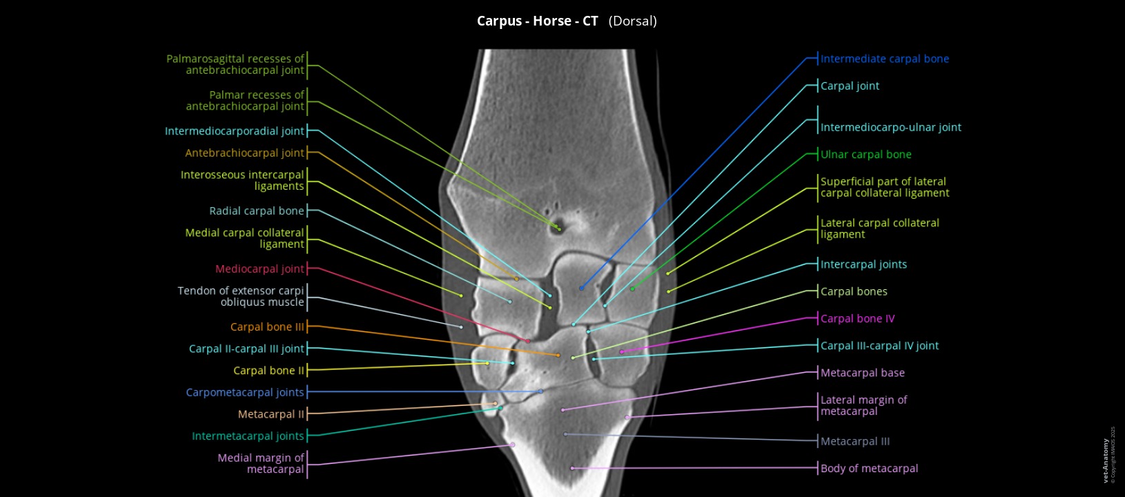 Anatomy atlas of the horse's carpus