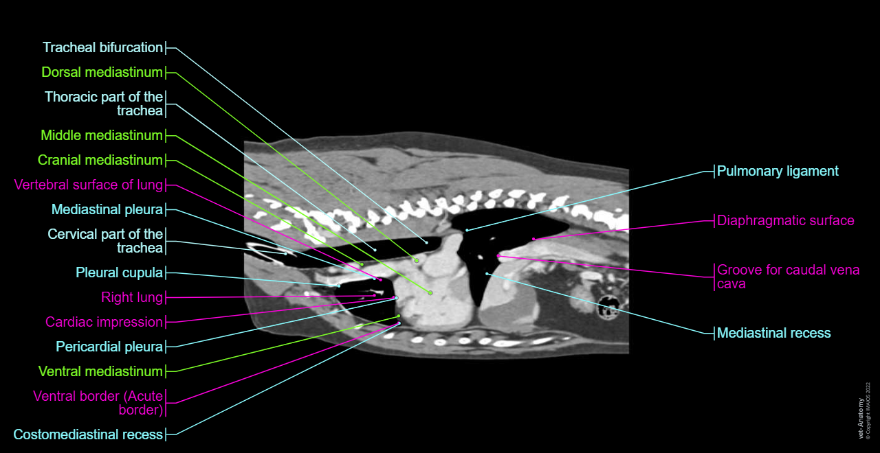 Anatomy of the thorax of the dog on CT:: Mediastinal vessels, Aortic arch, Mediastinum, Heart, Pulmonary arteries, Pulmonary veins