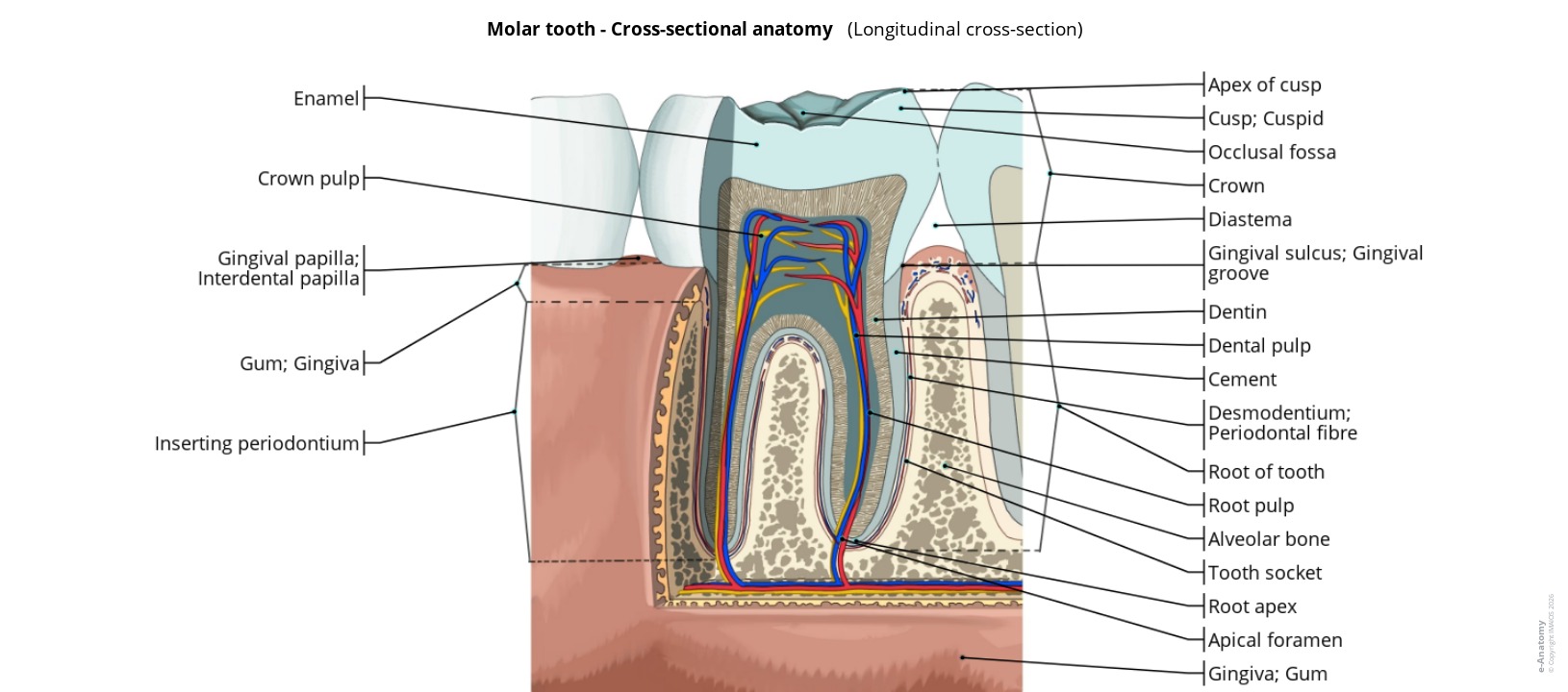 Anatomy of human molars: labeled longitudinal section