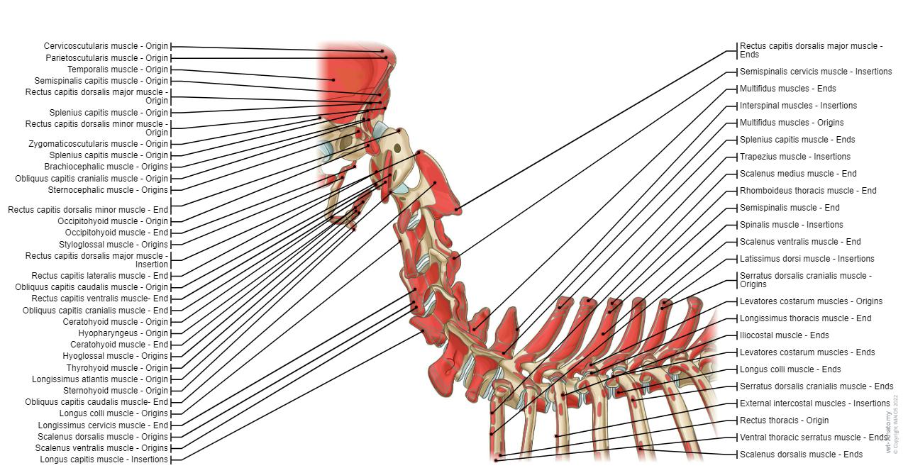 Dorsal view - Neck - Muscle attachments - Lateral view