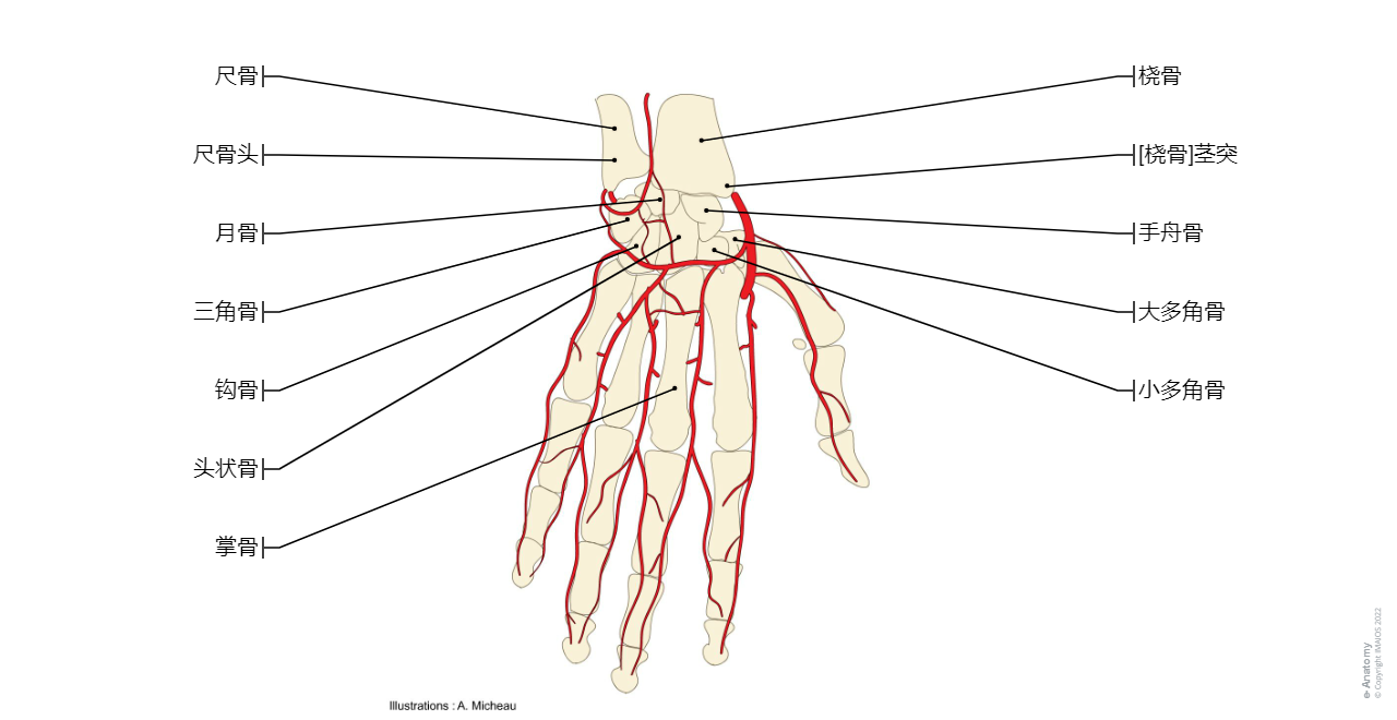 Hand - Palm; Palmar region - Arteries : Ulnar artery, Radial artery, Deep palmar arch, Superficial palmar arch, Palmar metacarpal arteries, Proper palmar digital arteries