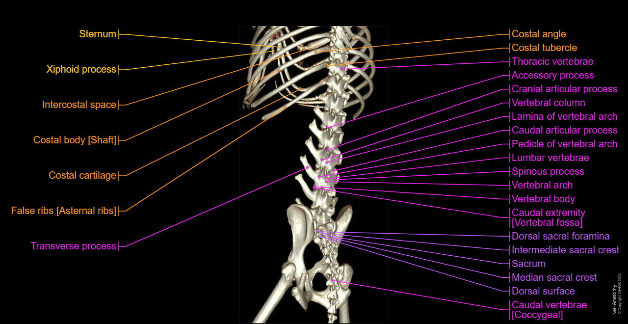 Dog - Osteology:3D - Bones - Anatomical pictures