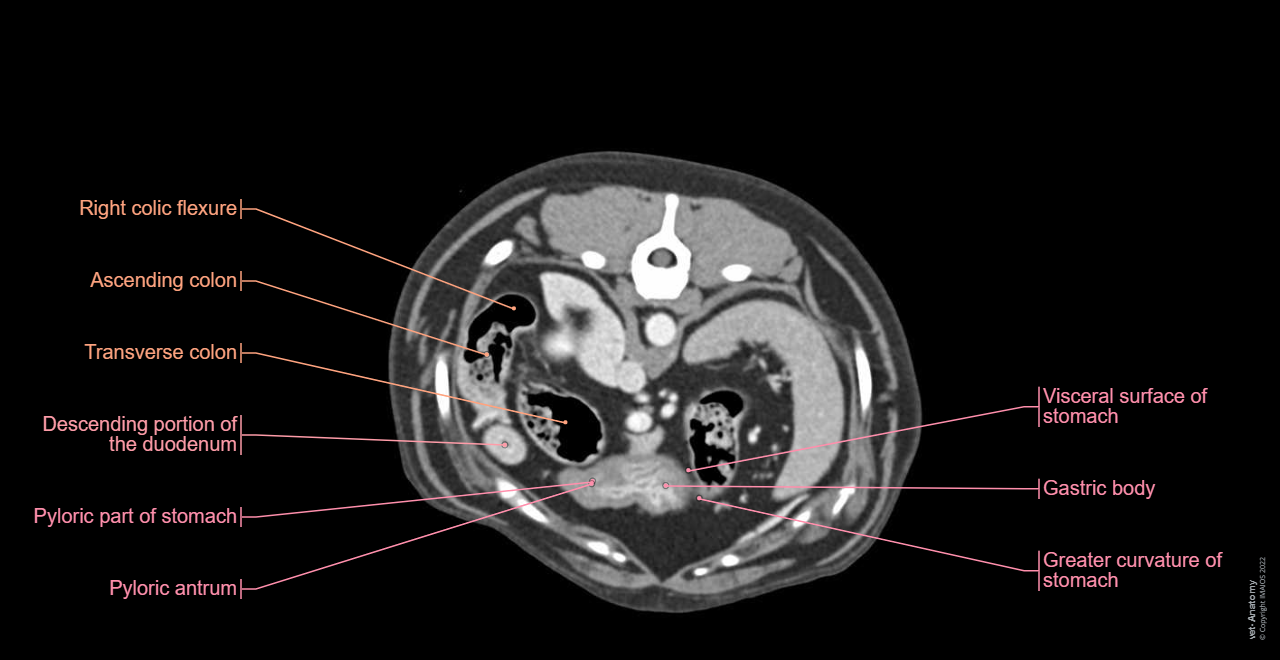 Dog - Abdominal cavity: Spleen, Pancreas, Peritoneum, Stomach, Duodenum