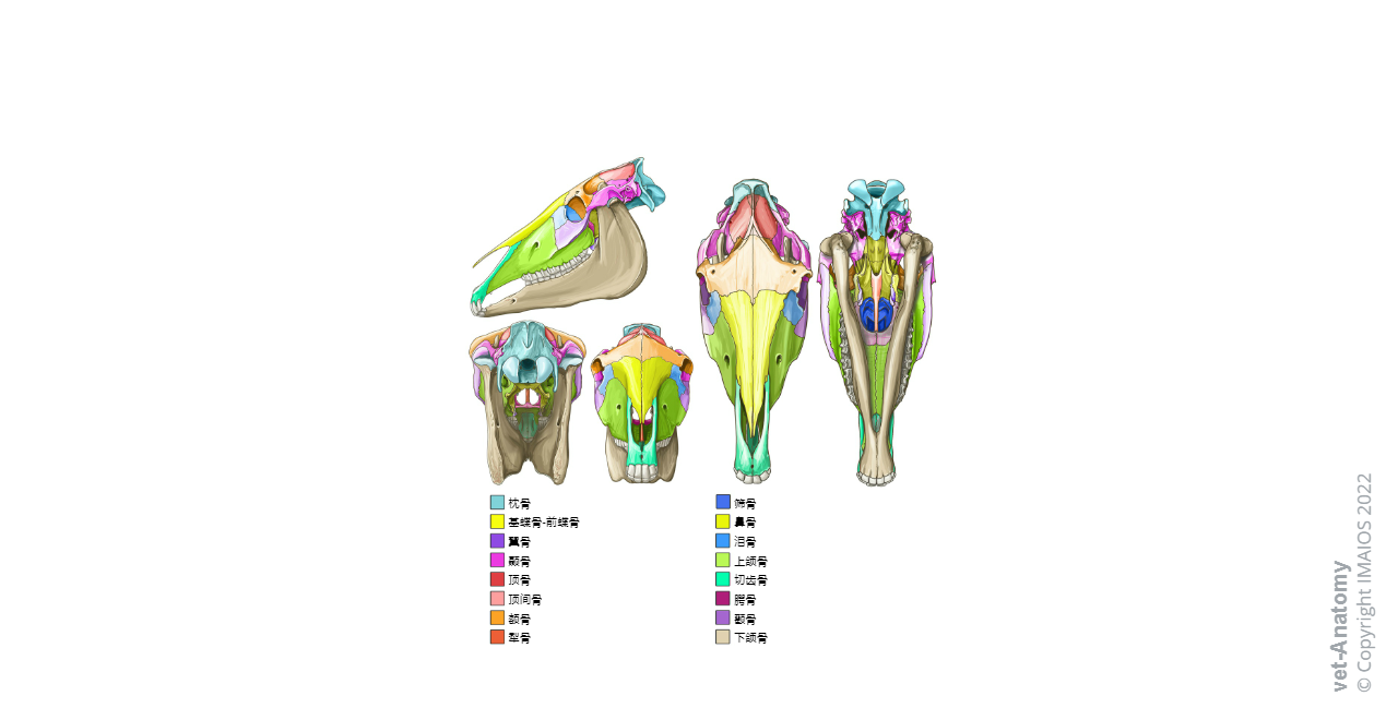 Horse - Bones of the cranium (Occipital bone, Temporal bone, Parietal bone...)