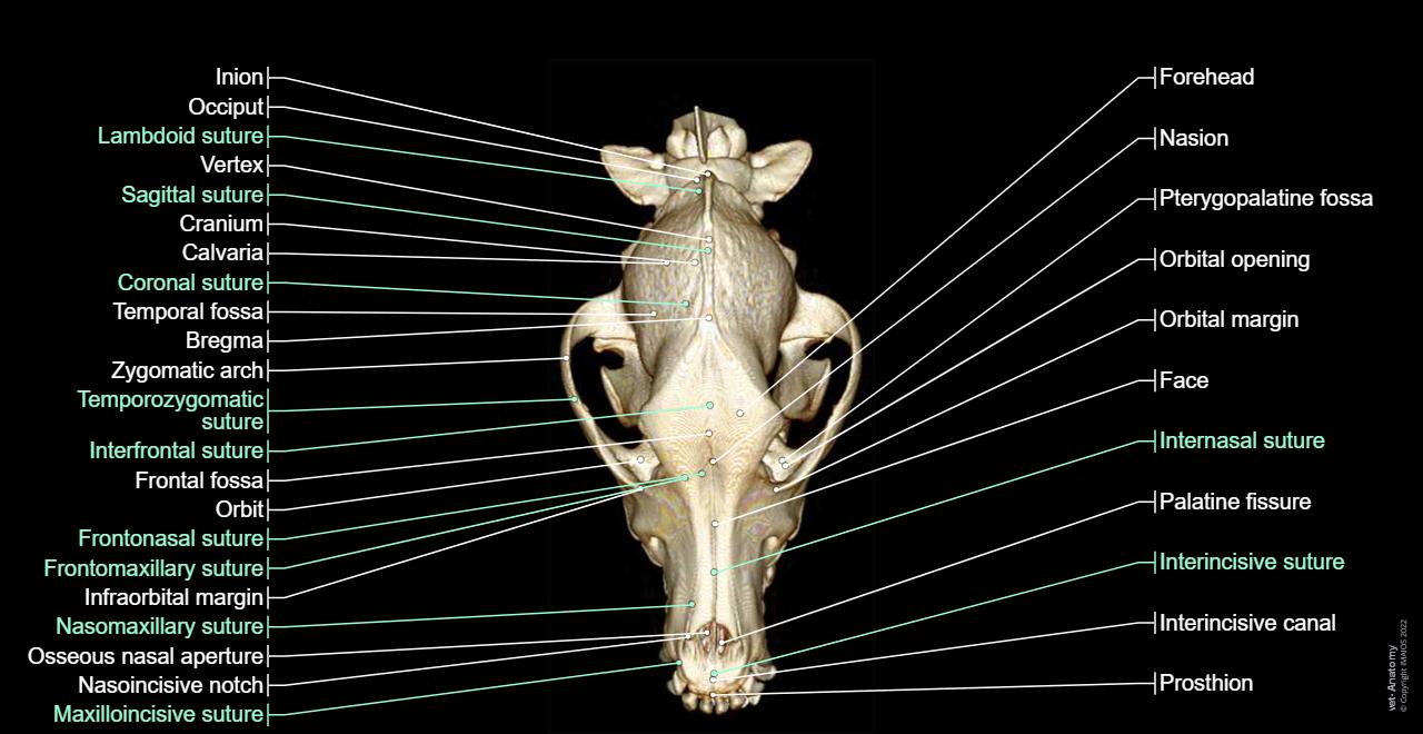 Veterinary anatomy - Dog: Bones - 3D - Dorsal view