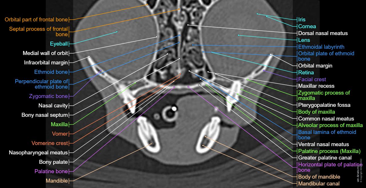 Anatomy of the feline head and neck (CT)