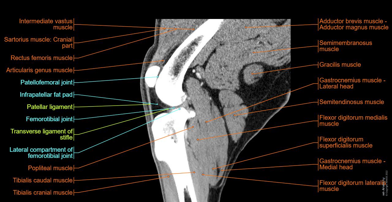 Anatomy of the canine stifle joint on CT imaging : Muscles, Tendons, Ligaments