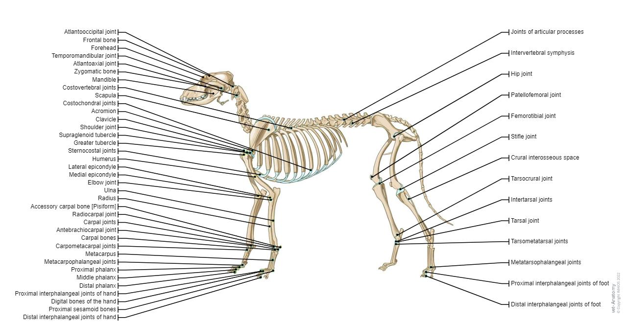 Anatomy of canine osteology (illustrations)