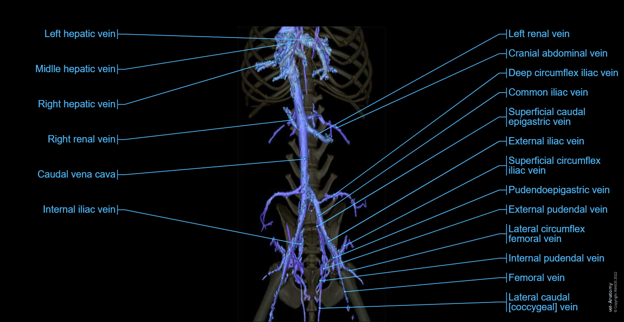 Angiology - 3D - Animal: Caudal vena cava - Dog